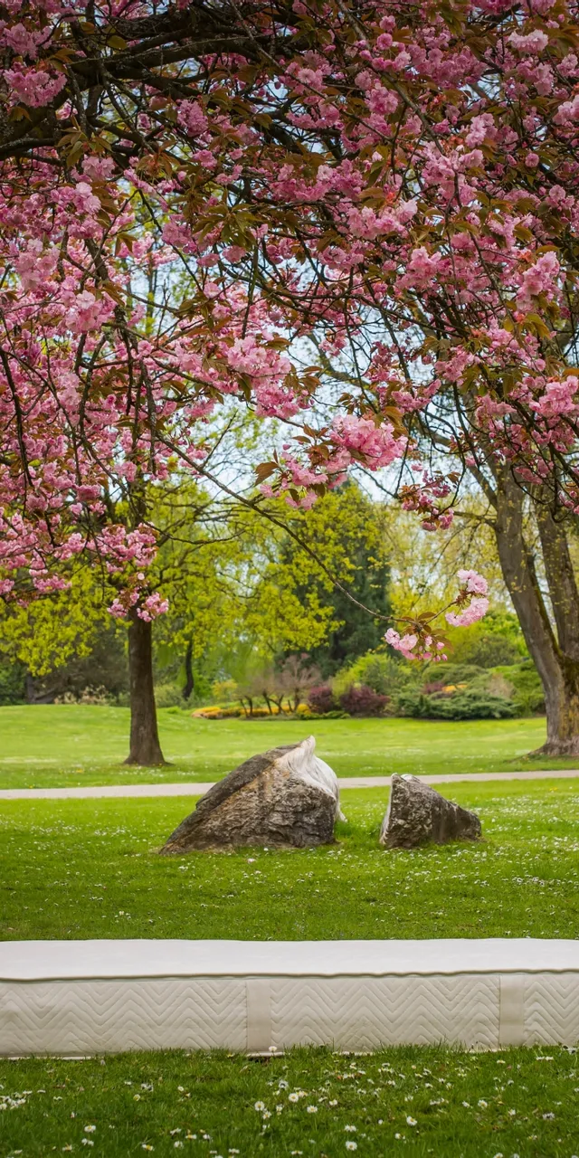 Naturlatexmatratze von Elky unter blühendem Kirschbaum im grünen Park