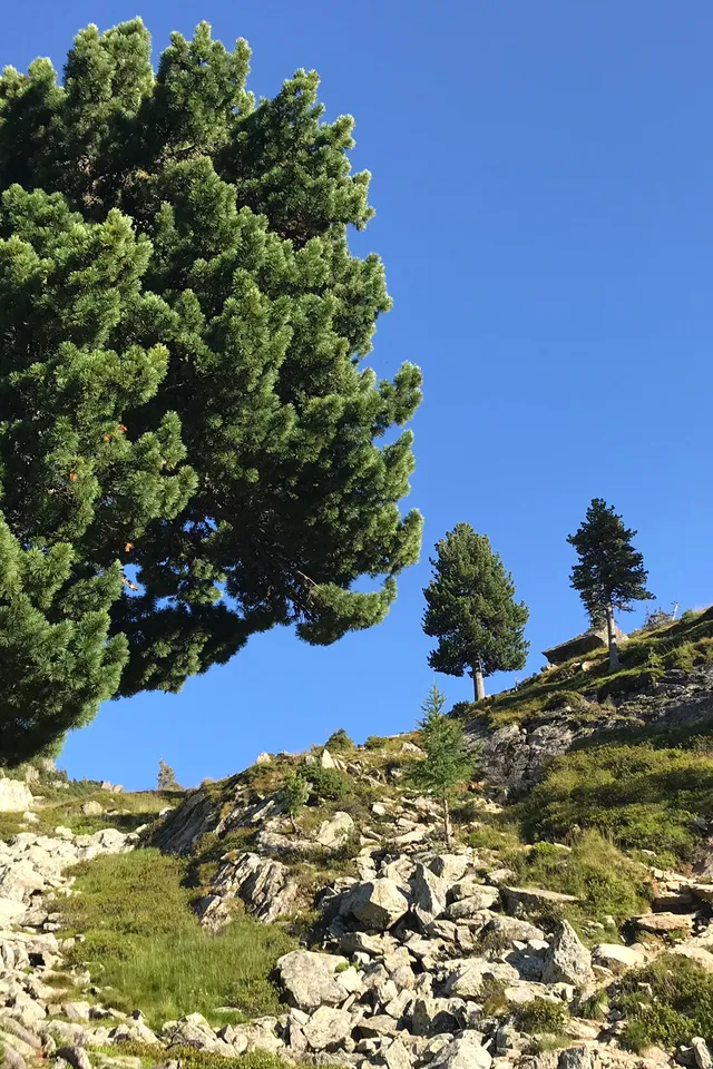 Verschlungene Arvenbäume auf steinigem Alpenhang unter klarem, blauem Himmel