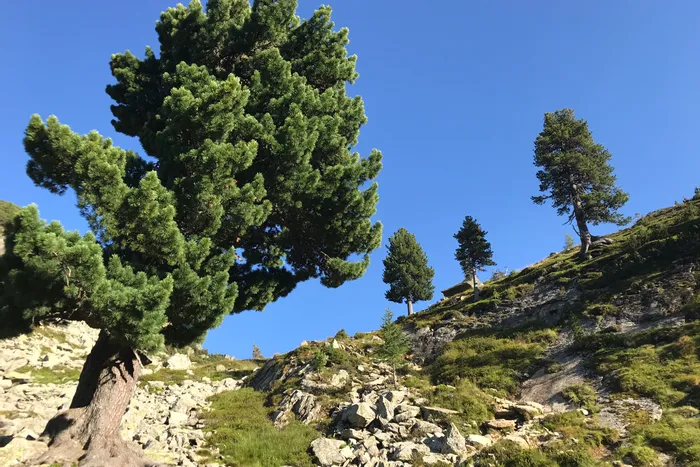 Verschlungene Arvenbäume auf steinigem Alpenhang unter klarem, blauem Himmel