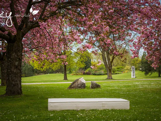Naturlatexmatratze von Elky unter blühendem Kirschbaum im grünen Park