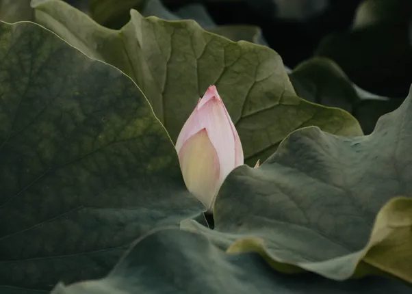 Rosa Lotusknospe zwischen großen dunklen Blättern bei natürlichem Licht