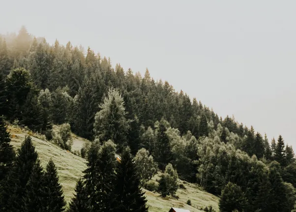 Holzhaus auf grünem Hügel umgeben von dichtem Nadelwald im Morgennebel