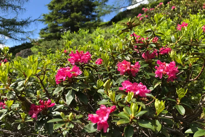 Blühende Alpenrosen mit pinken Blüten an einem sonnigen Hang in den Bergen