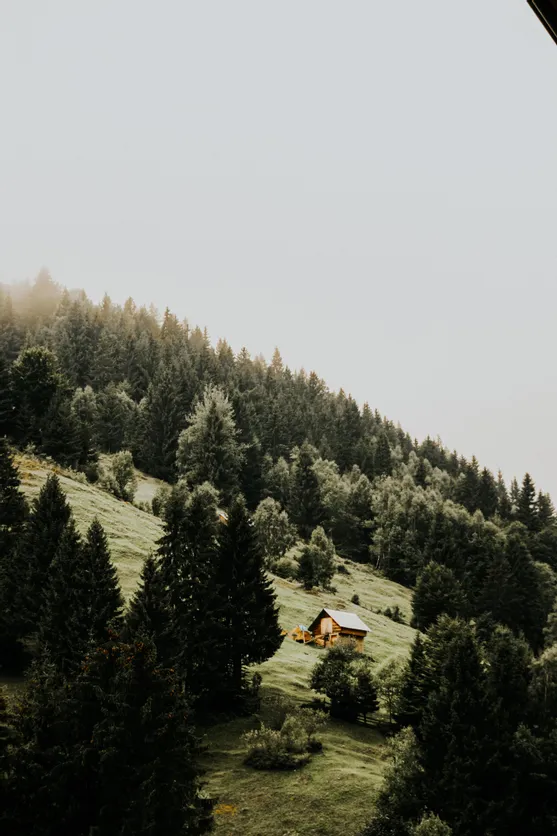 Holzhaus auf grünem Hügel umgeben von dichtem Nadelwald im Morgennebel